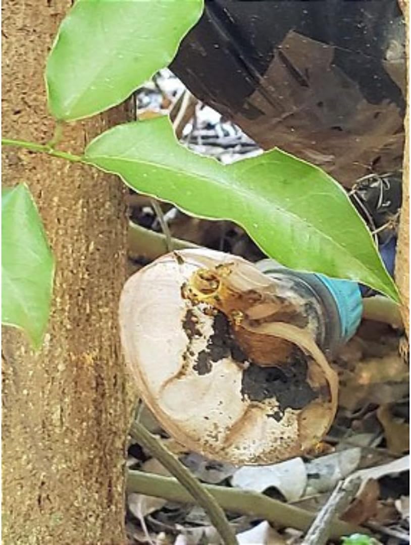 Imagem lateral em ambiente natural com folhas secas e vegetação ao redor. Imagem lateral em ambiente natural com folhas secas e vegetação ao redor.