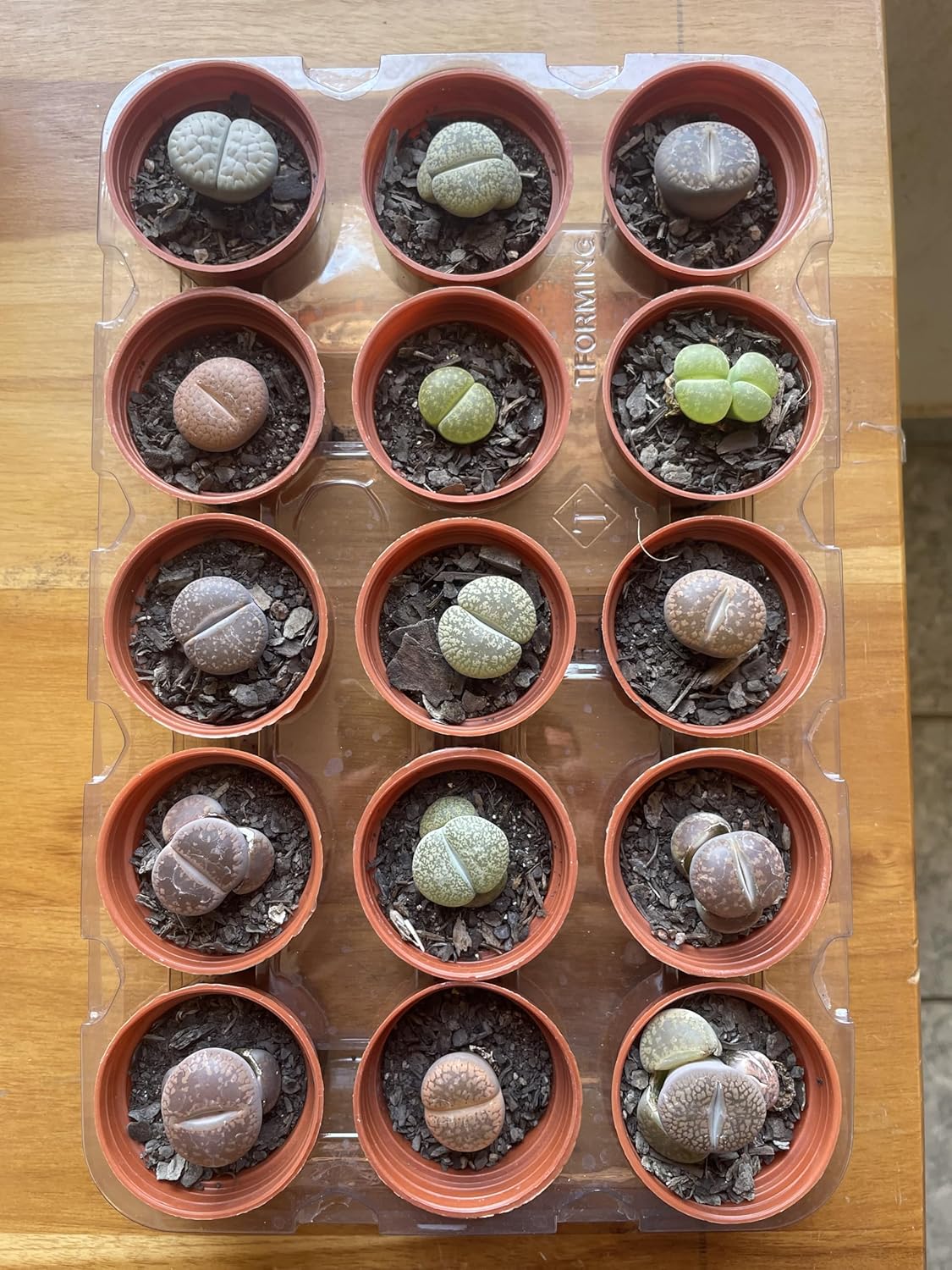 Imagem superior de bandeja com vasos sobre superfície de madeira clara.