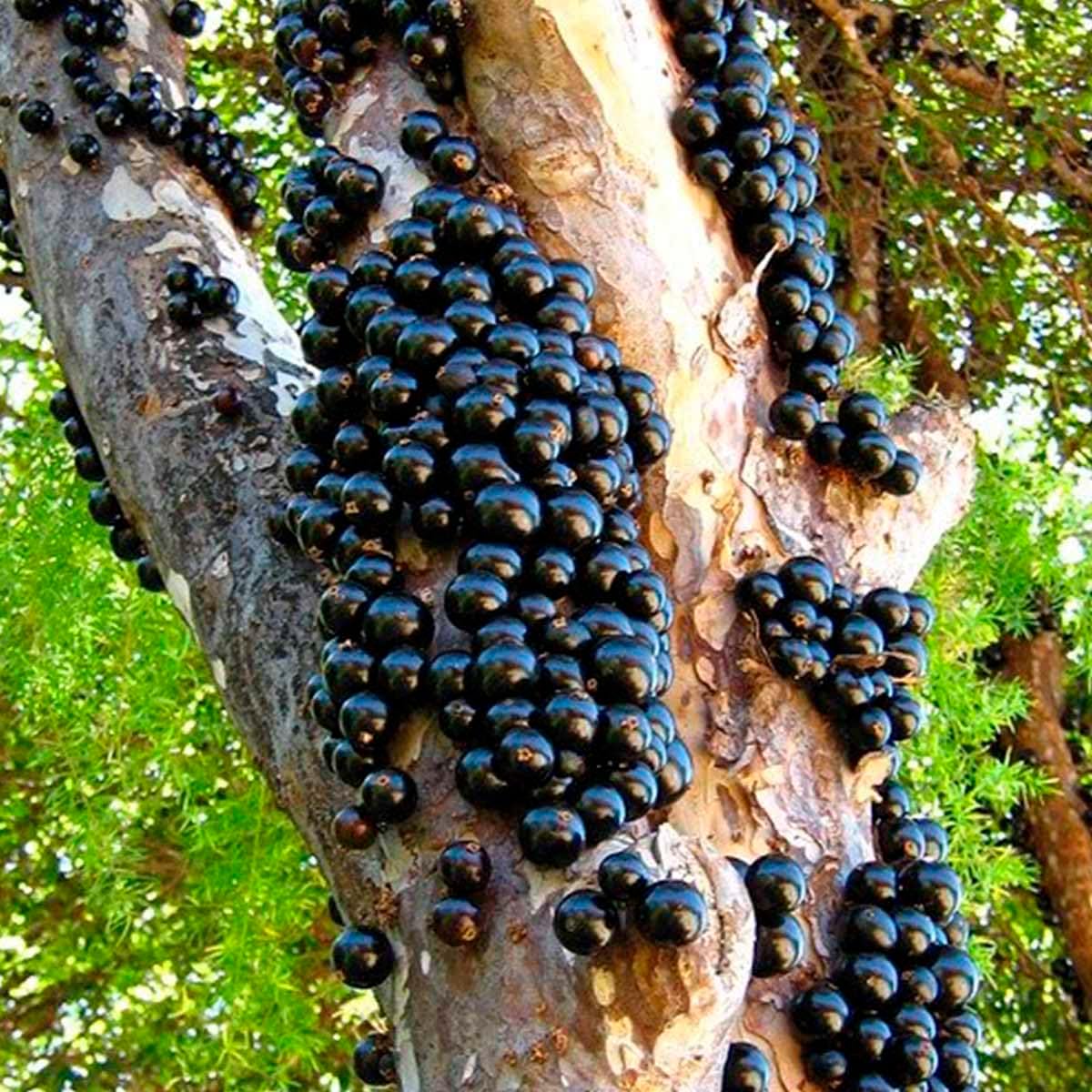 Imagem lateral de uma árvore em ambiente natural.