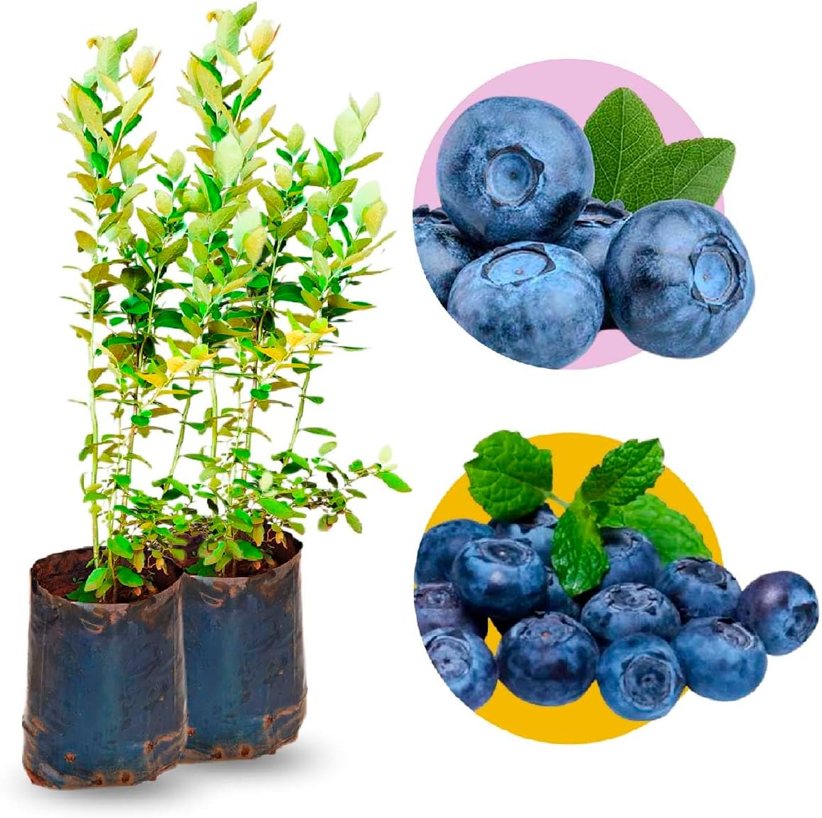 Fundo branco com círculos coloridos atrás das imagens dos mirtilos.