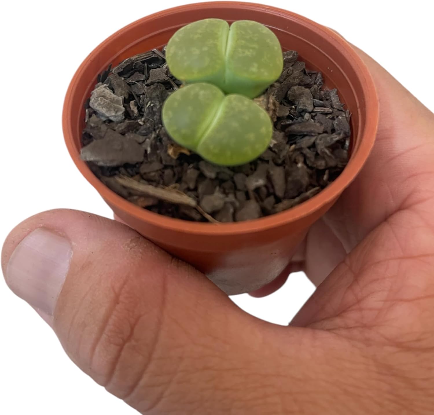 Imagem frontal de vaso e planta com fundo branco.