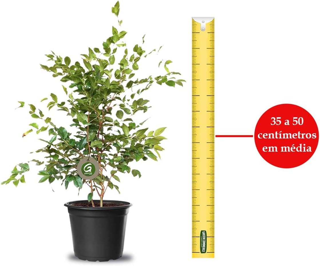 Imagem frontal de um produto com fundo branco.