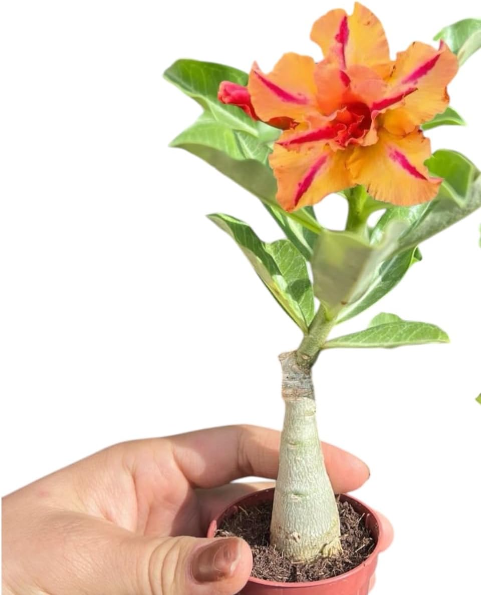 Imagem frontal de planta e vaso com fundo branco. Imagem frontal de planta e vaso com fundo branco.