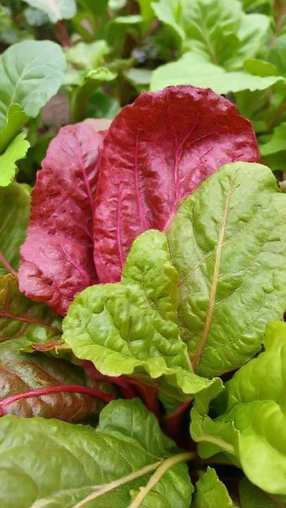 Descubra a Verdura que Pode Transformar Sua Saúde!