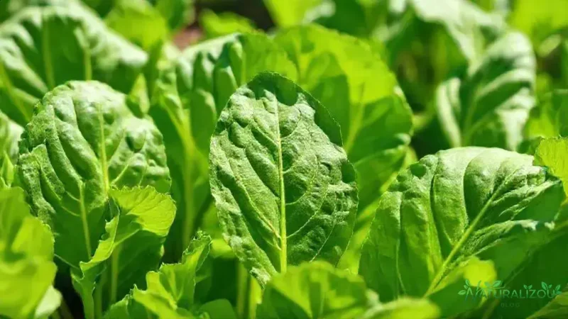 acelga verde: dicas para cultivar e aproveitar seus benefícios naturais