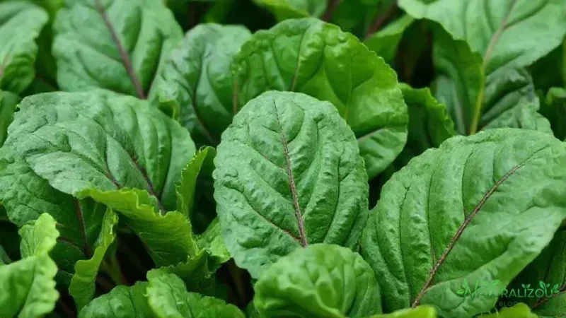 Acelga verde escura: benefícios que você talvez não conheça Acelga verde escura: benefícios que você talvez não conheça