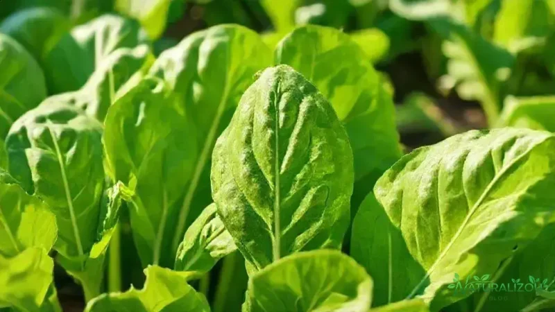 Acelga verdura: descubra os segredos para cultivar e aproveitar essa folha acelga verdura: descubra os segredos para cultivar e aproveitar essa folha