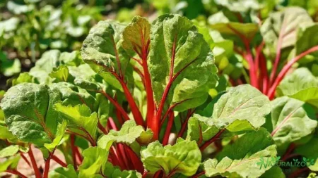 acelga vermelha: saiba como cultivar e aproveitar os benefícios