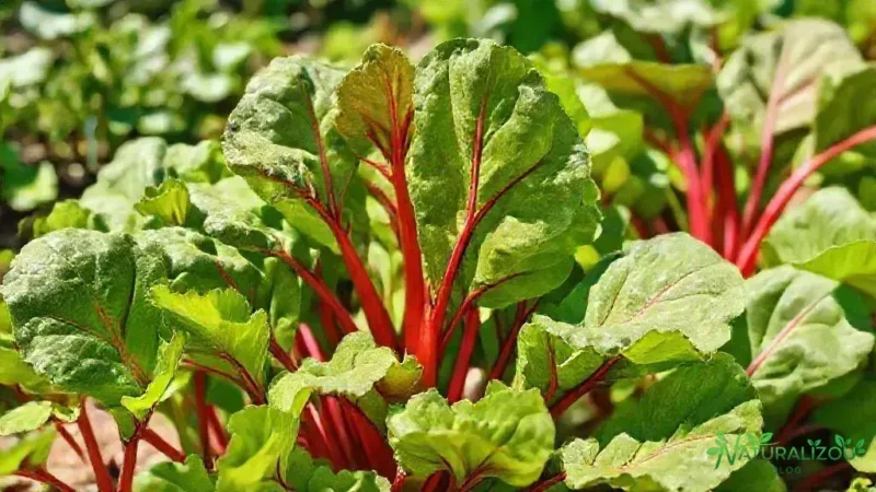 acelga vermelha: saiba como cultivar e aproveitar os benefícios