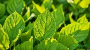 agnus verduras: descubra os benefícios e curiosidades rápidas