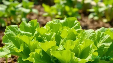 Alface vegetal: dicas para cultivar e aproveitar o frescor em casa alface vegetal: dicas para cultivar e aproveitar o frescor em casa