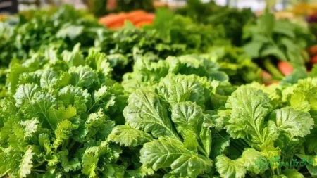 As verduras: descobertas que mudam sua relação com a saúde as verduras: descobertas que mudam sua relação com a saúde