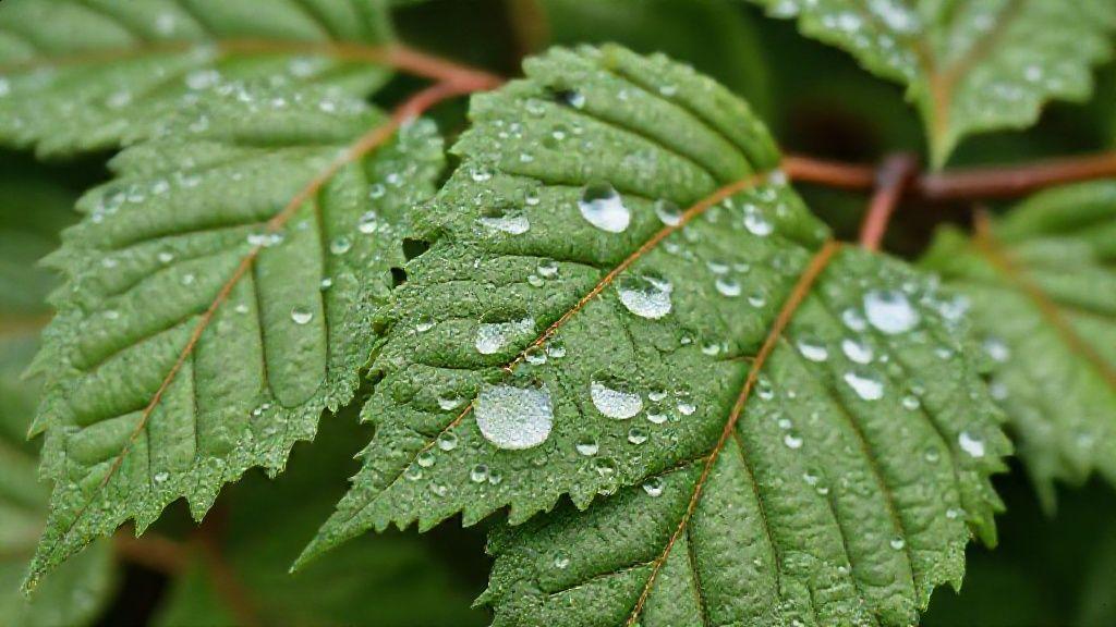 Formas de preparo e consumo