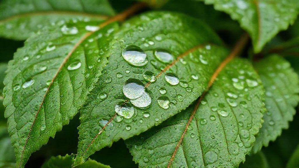 Como cultivar e cuidar da cidreira capim em casa