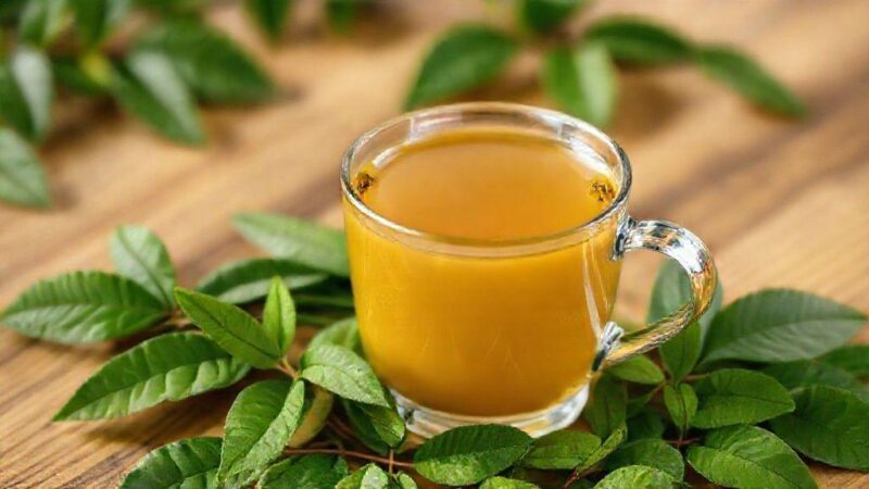 Chá de mastruz: benefícios incríveis que você precisa conhecer hoje Chá de mastruz: benefícios incríveis que você precisa conhecer hoje