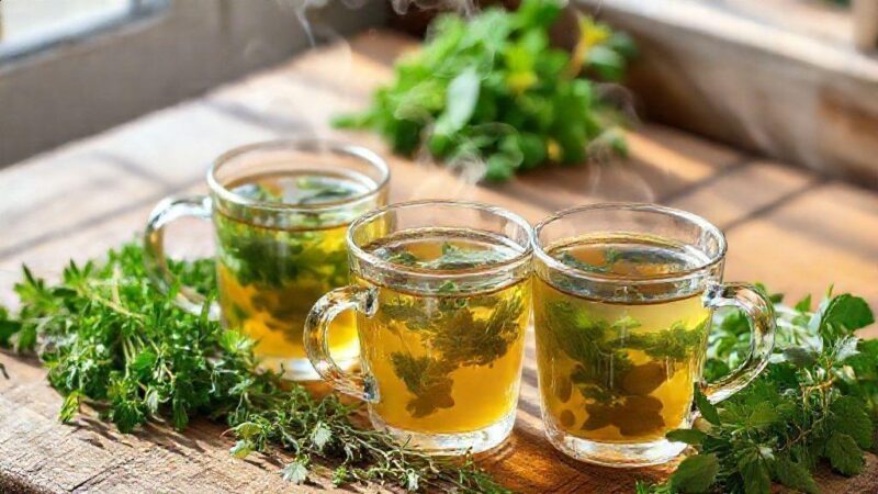 Chá para infecção: Descubra os segredos naturais que aceleram sua recuperação Chá para infecção: Descubra os segredos naturais que aceleram sua recuperação