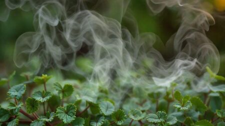 Chá para melhorar a circulação: descubra os segredos que podem transformar sua saúde vascular