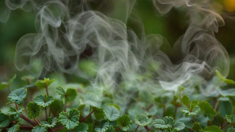 Chá para melhorar a circulação: descubra os segredos que podem transformar sua saúde vascular Chá para melhorar a circulação: descubra os segredos que podem transformar sua saúde vascular