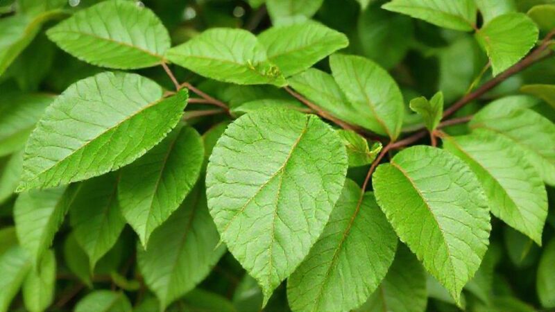 Cidreira capim: benefícios surpreendentes e usos práticos para sua saúde