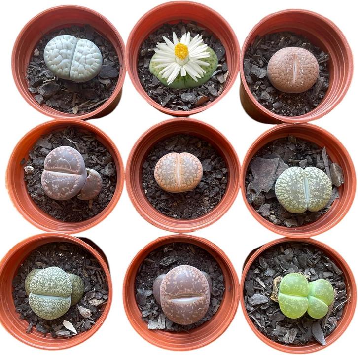 Conjunto de Lithops Vivos: Beleza Natural em 2025