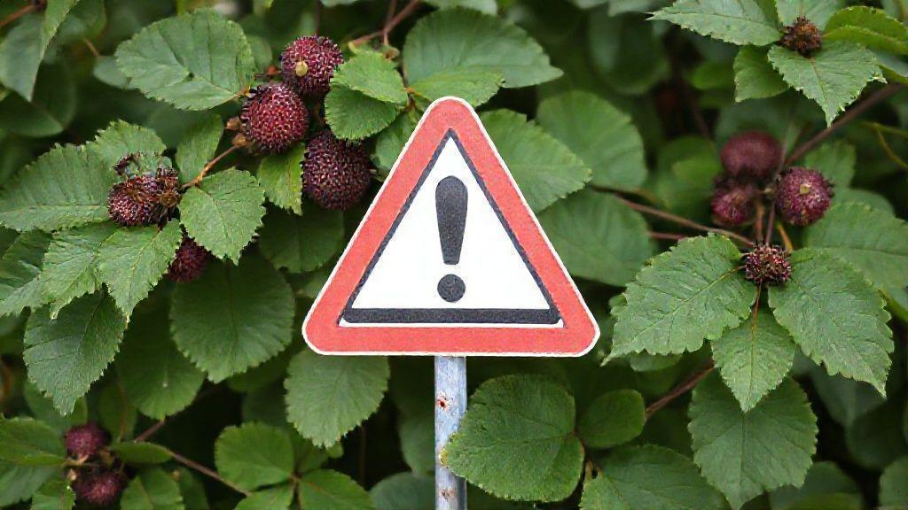 Conclusão: aproveitando a folha de amora com segurança e eficiência Conclusão: aproveitando a folha de amora com segurança e eficiência