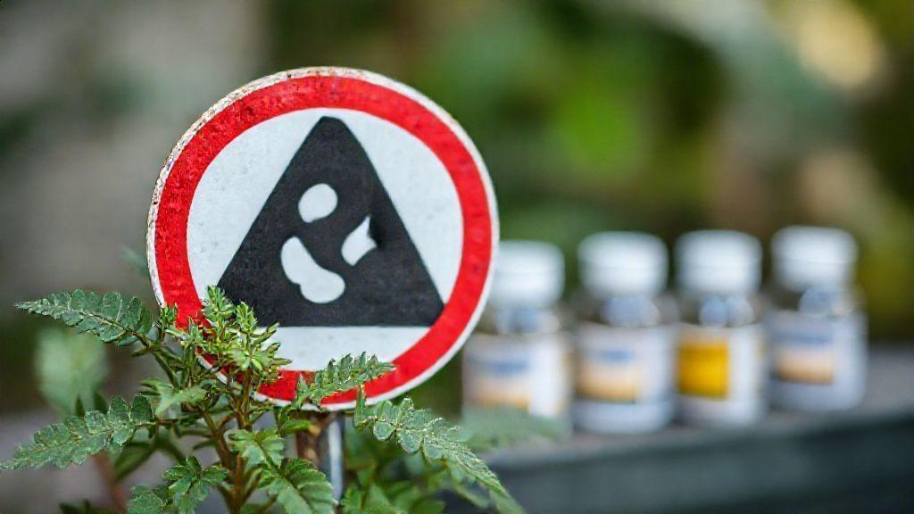 Conclusão: chá de marcela para que serve