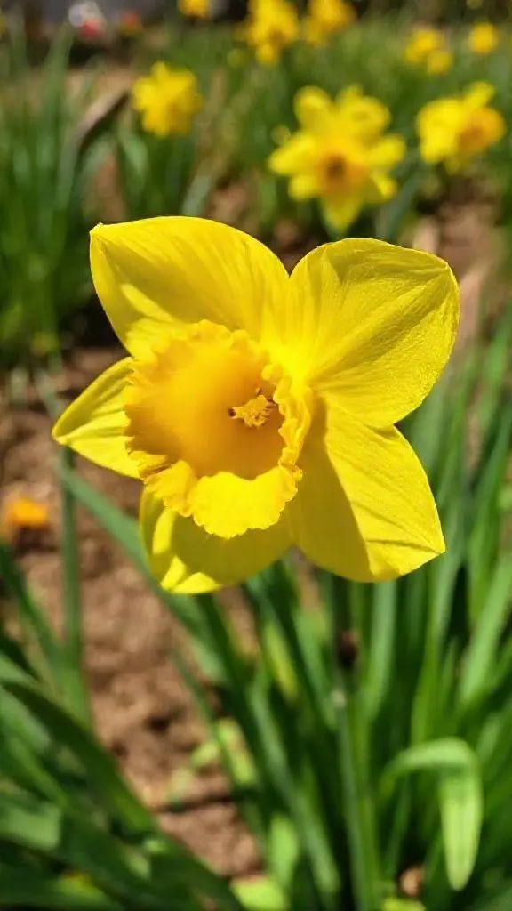 Você não vai acreditar na beleza dessa flor!