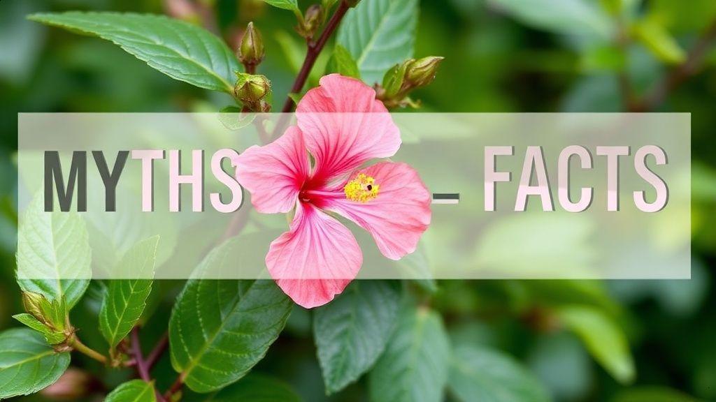 Conclusão: hibisco para emagrecer vale a pena? Conclusão: hibisco para emagrecer vale a pena?