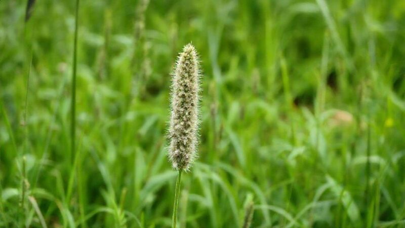 Erva cavalinha para que serve: benefícios surpreendentes para sua saúde