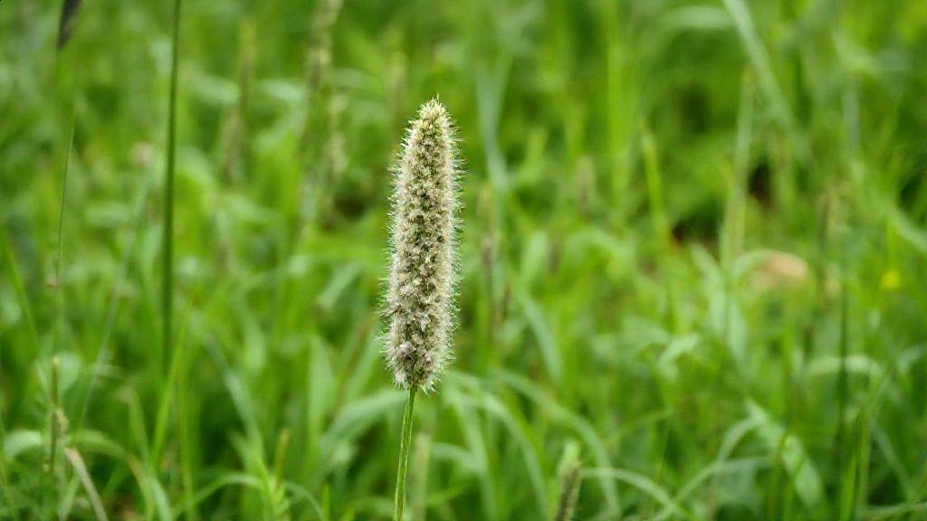 Origem e composição da erva cavalinha