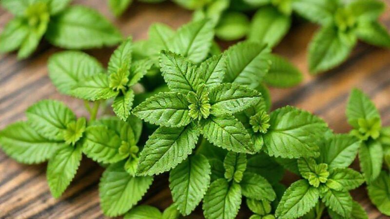 Erva cidreira abaixa a pressão? Descubra como essa planta pode ajudar seu coração