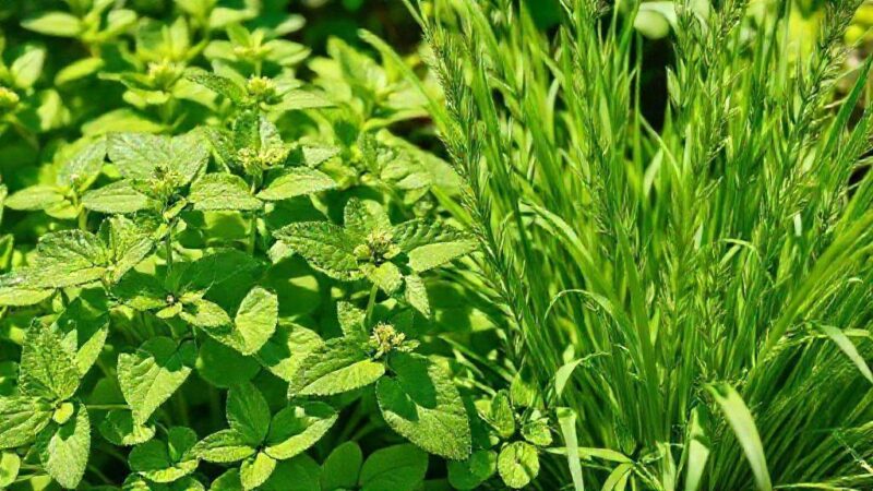 Erva cidreira e capim cidreira: descubra seus benefícios e usos essenciais Erva cidreira e capim cidreira: descubra seus benefícios e usos essenciais