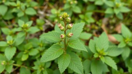 Erva de bugre: descubra os benefícios secretos para sua saúde e bem-estar