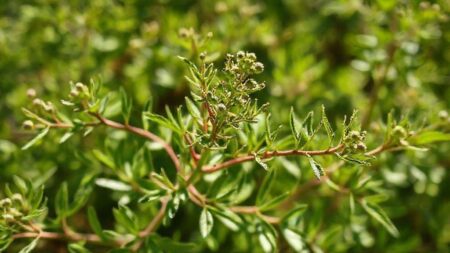 Espinheiro Alvar: Descubra os Segredos Naturais e Benefícios Incríveis Espinheiro Alvar: Descubra os Segredos Naturais e Benefícios Incríveis