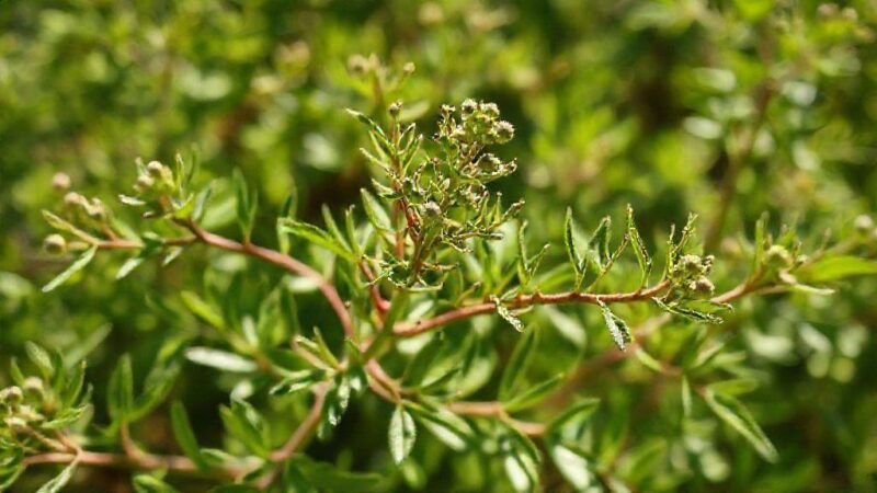 Espinheiro Alvar: Descubra os Segredos Naturais e Benefícios Incríveis