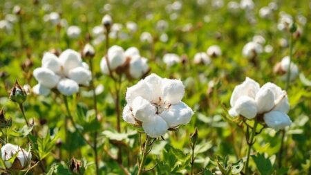 Folha de algodão serve para que: descubra usos incríveis e benefícios naturais Folha de algodão serve para que: descubra usos incríveis e benefícios naturais