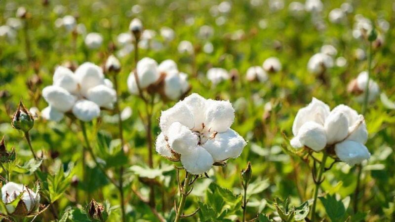 Folha de algodão serve para que: descubra usos incríveis e benefícios naturais