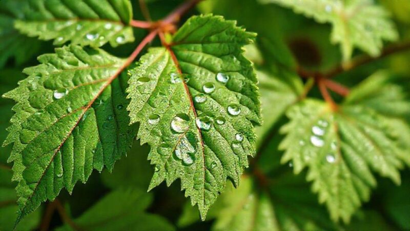 Folha de amora emagrece: descubra o que a ciência revela sobre seus efeitos Folha de amora emagrece: descubra o que a ciência revela sobre seus efeitos