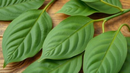 Folha de boldo para que serve: descubra benefícios e usos essenciais hoje Folha de boldo para que serve: descubra benefícios e usos essenciais hoje