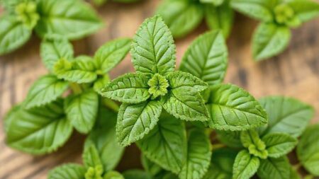 Folha de erva cidreira: benefícios surpreendentes para saúde e bem-estar Folha de erva cidreira: benefícios surpreendentes para saúde e bem-estar