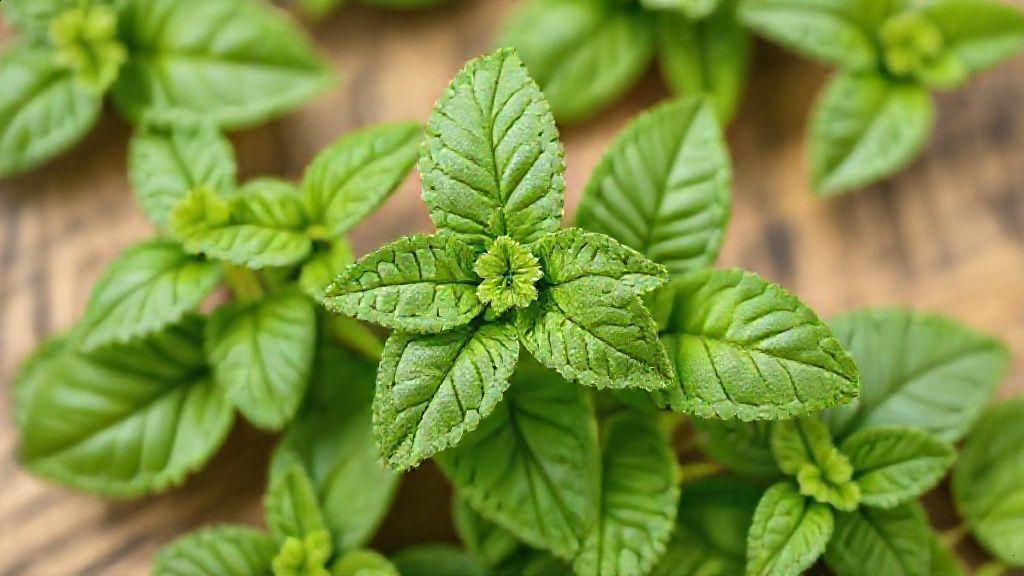 O que é a folha de erva cidreira?