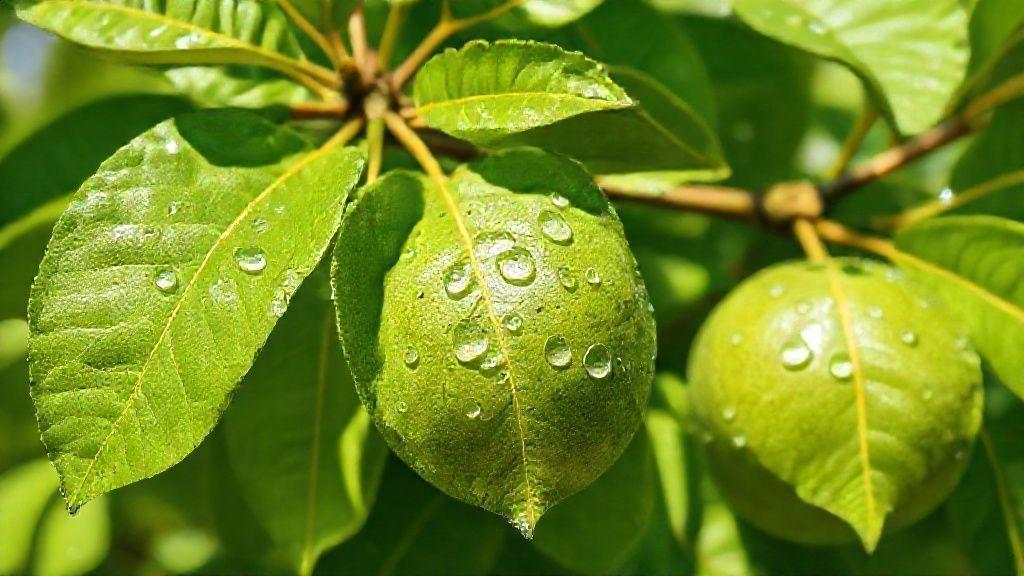 Origem e composição da folha de goiaba Origem e composição da folha de goiaba