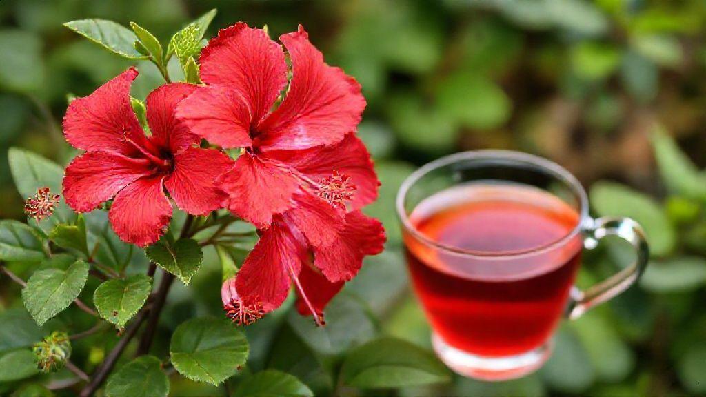 O que é o hibisco e como ele atua no corpo O que é o hibisco e como ele atua no corpo