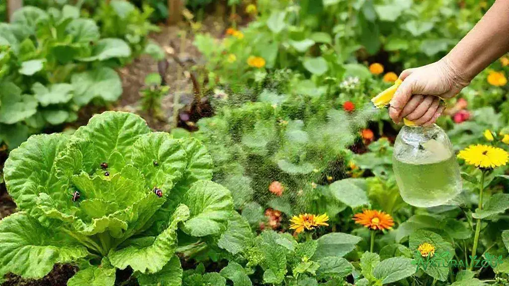 Métodos naturais para proteger alface e legumes de pragas Métodos naturais para proteger alface e legumes de pragas