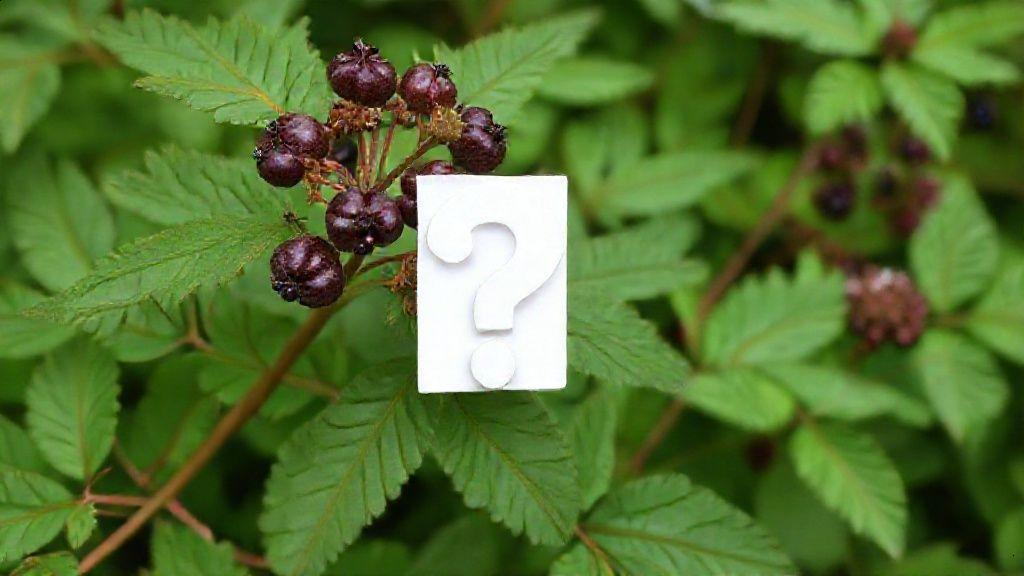 Conclusão e considerações finais