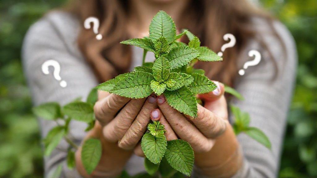 Conclusão: aproveitando a erva cidreira com consciência