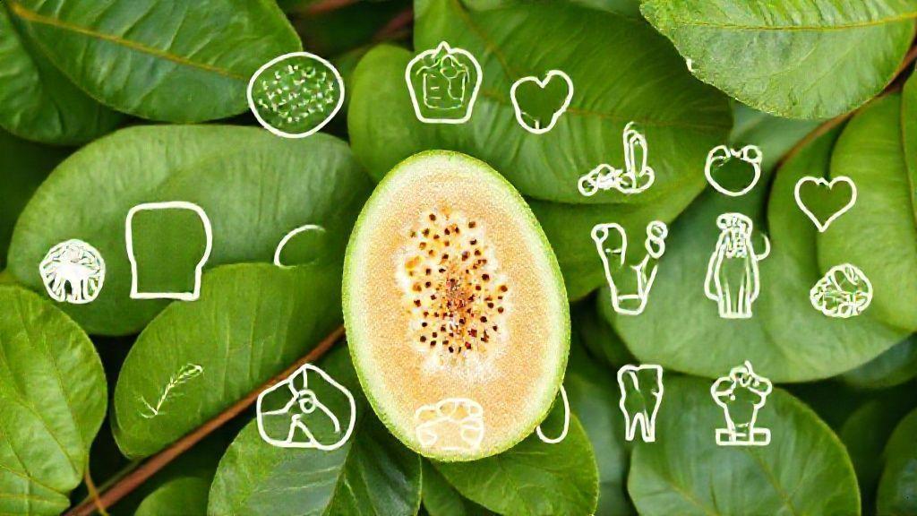 Como usar a folha de goiaba no dia a dia Como usar a folha de goiaba no dia a dia