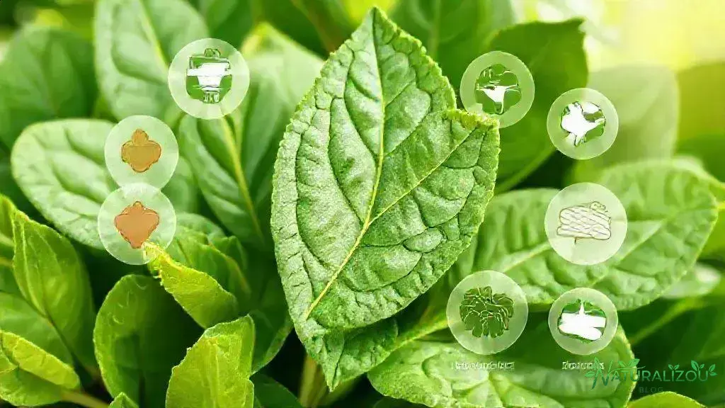 principais benefícios para a saúde