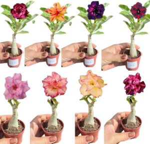 Rosa do Deserto: Transforme Seu Jardim em 2025!