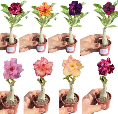 Rosa do Deserto: Transforme Seu Jardim em 2025!